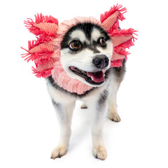 Axolotl dog snood, front view