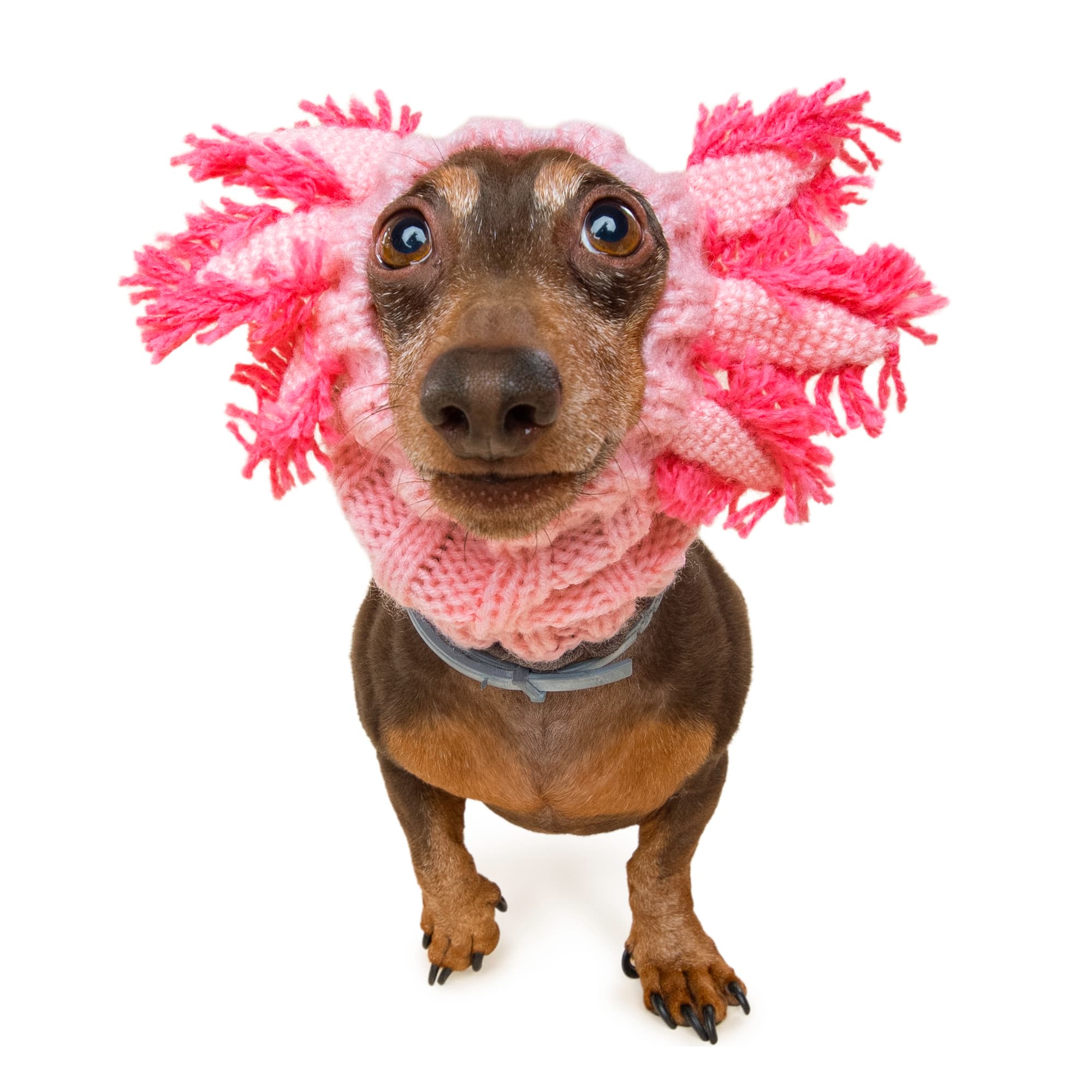 Axolotl dog snood, front view