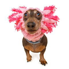 Axolotl dog snood, front view