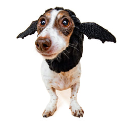 Bat dog snood, front view