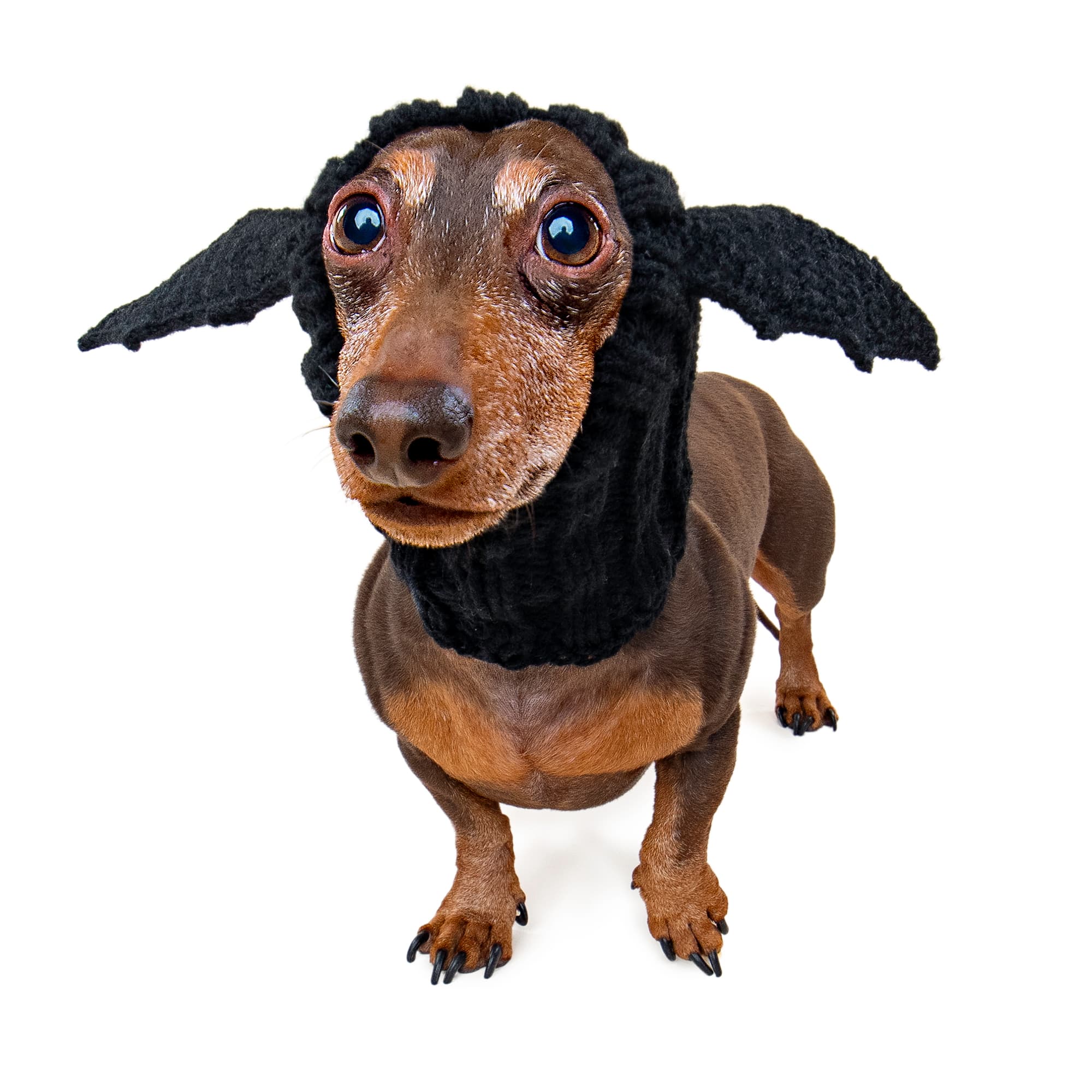 Bat dog snood, front view