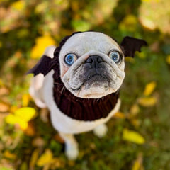 Bat Zoo Snood