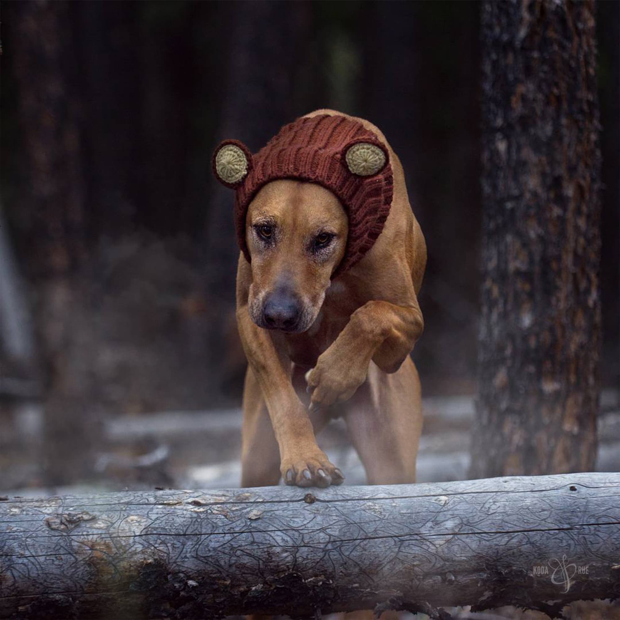 Dog wearing Grizzly Bear dog snood