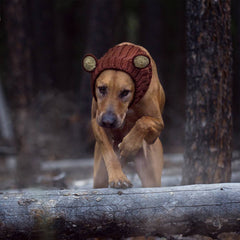 Dog wearing Grizzly Bear dog snood