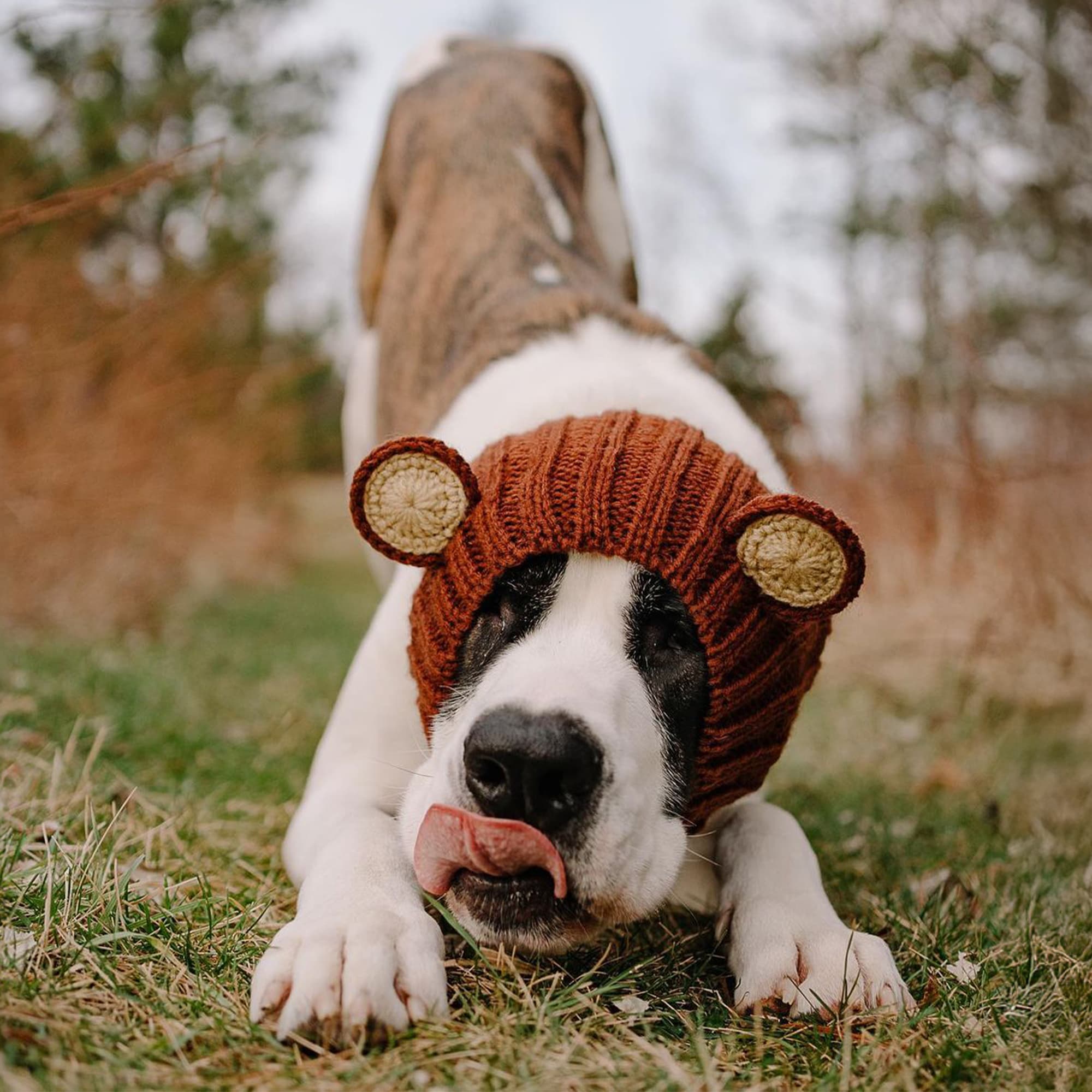 Dog wearing Grizzly Bear dog snood