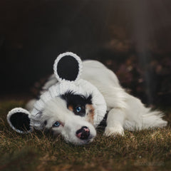 Dog wearing Panda Bear dog snood