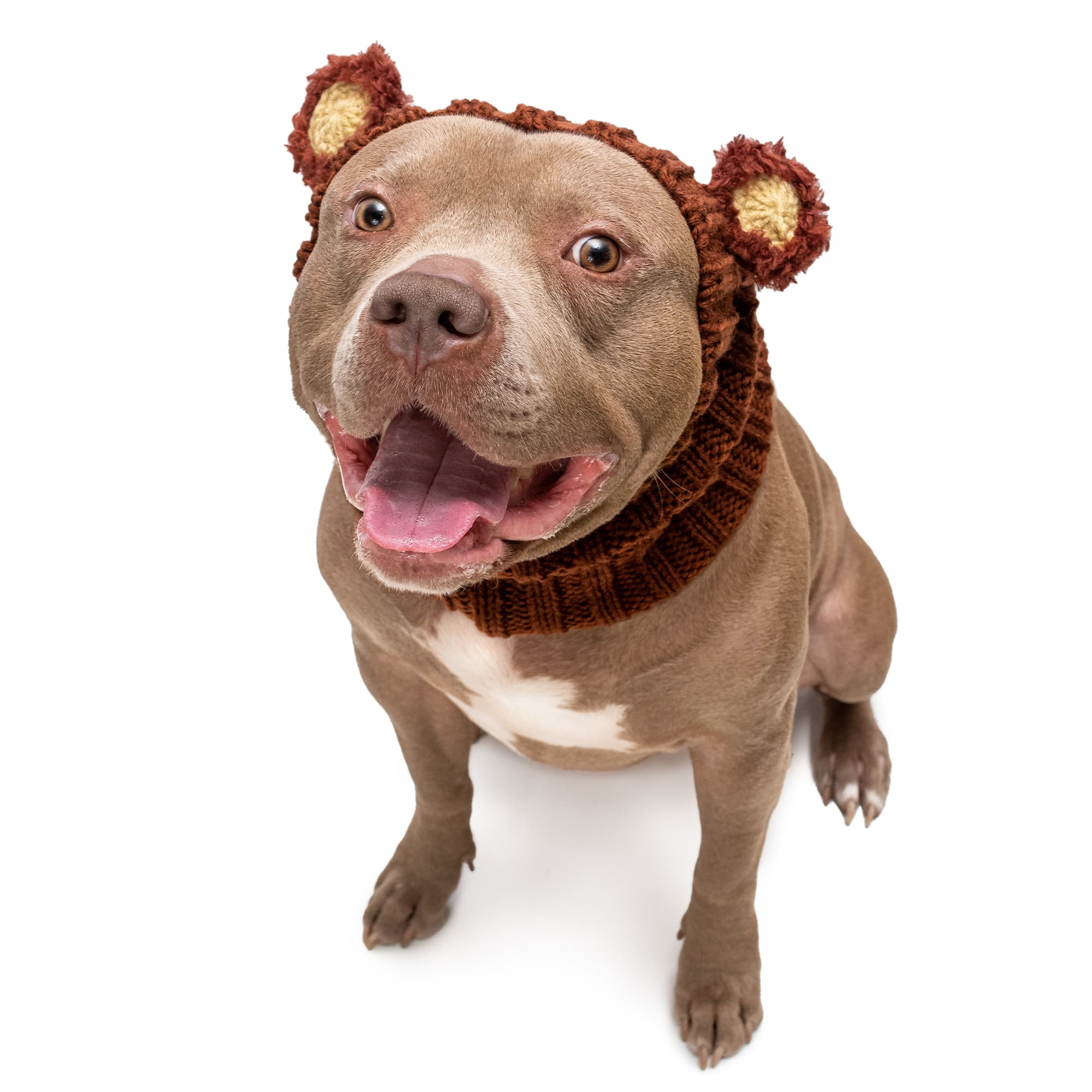 Fuzzy Bear dog snood, front view