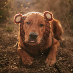 Dog wearing Fuzzy Bear dog snood