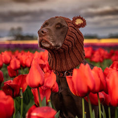 Dog wearing Fuzzy Bear dog snood