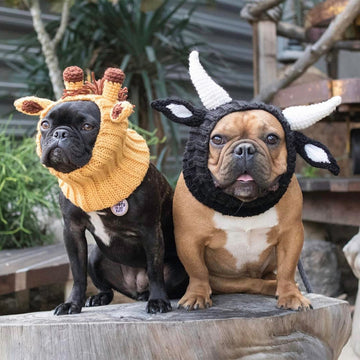 Dog wearing Bull dog snood