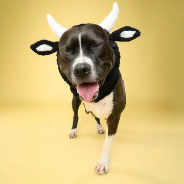 Dog wearing Bull dog snood