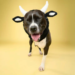 Dog wearing Bull dog snood