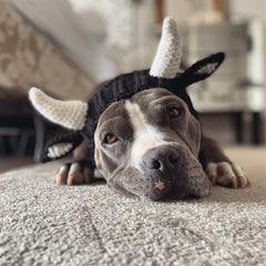 Dog wearing Bull dog snood