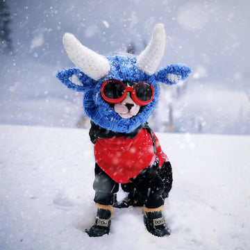 Dog wearing Blue Ox dog snood