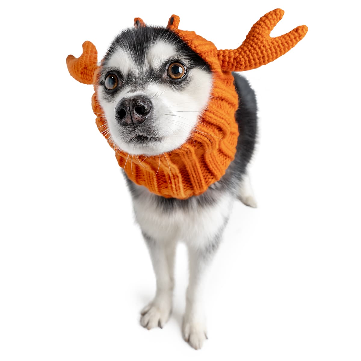 Crab Zoo Snood - The Viral Cute Crochet Dog Snood Costume to Keep