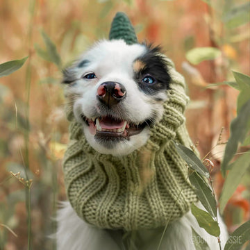 Dog wearing Dinosaur dog snood