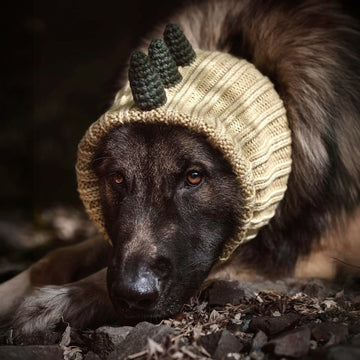 Dog wearing Dinosaur dog snood