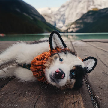 Dog wearing Fox dog snood