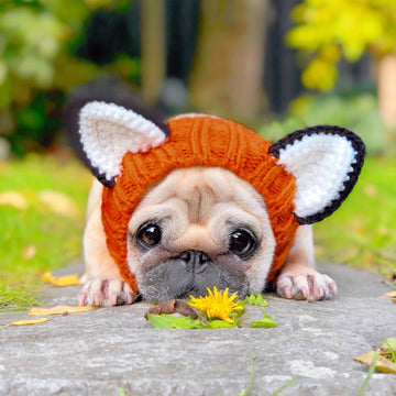 Dog wearing Fox dog snood