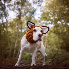Dog wearing Fox dog snood