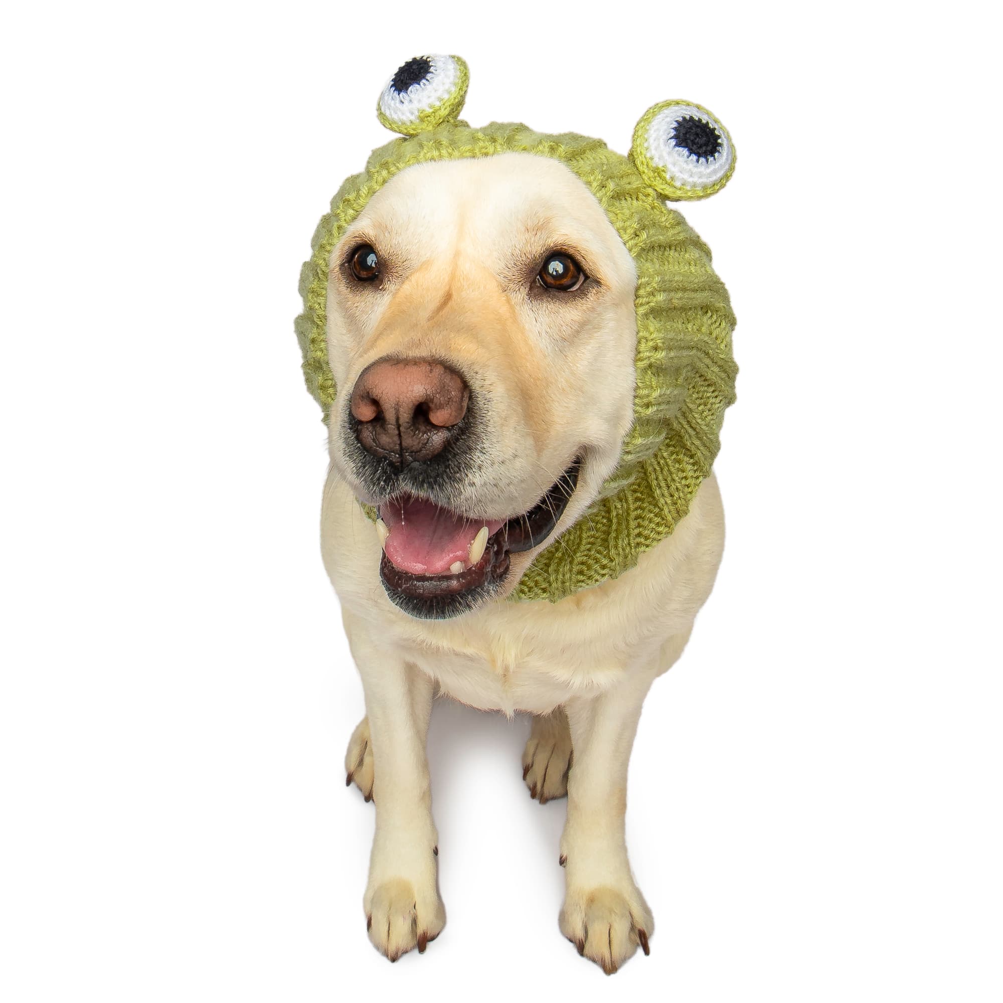 Frog dog snood, front view