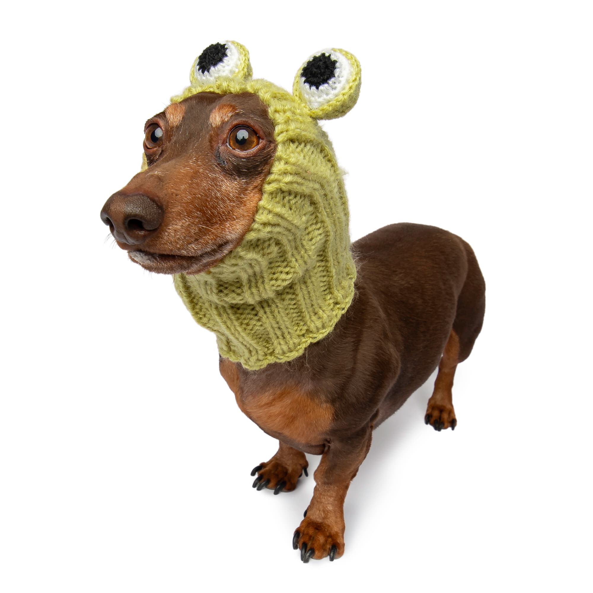 Frog dog snood, front view
