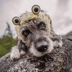 Dog wearing Frog dog snood