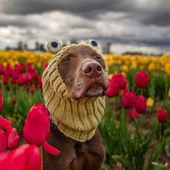 Dog wearing Frog dog snood