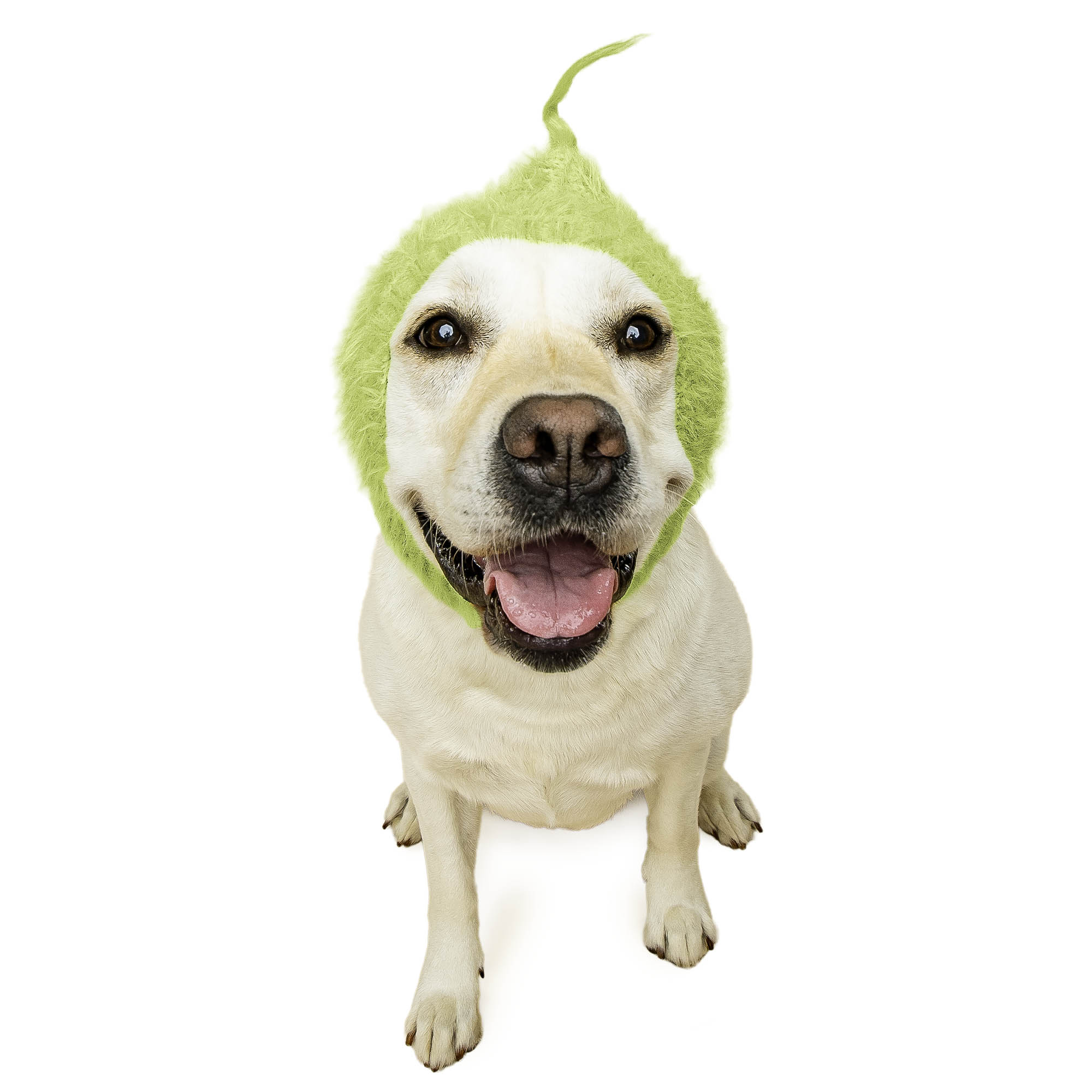 Christmas Grouch dog snood, front view