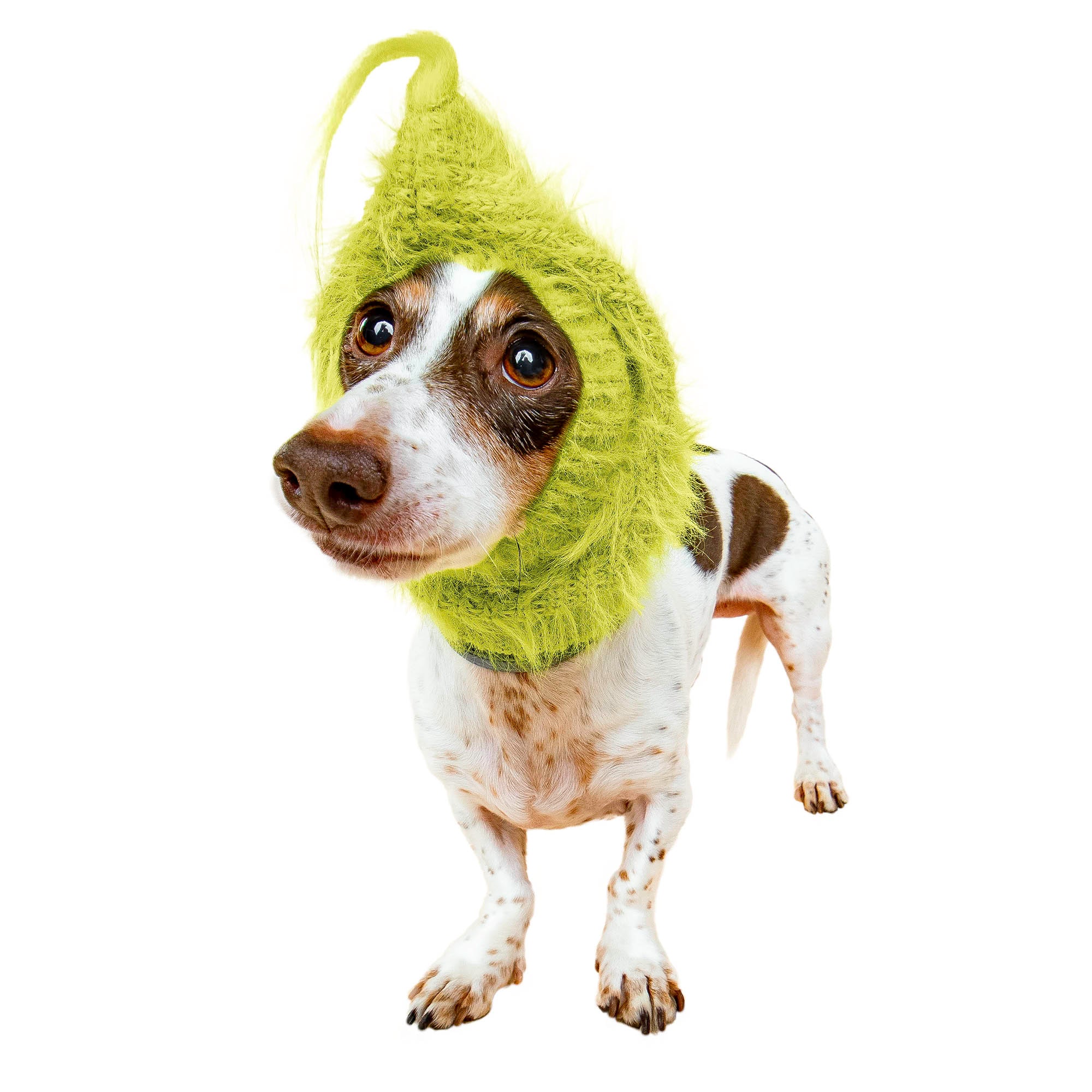 Christmas Grouch dog snood, front view