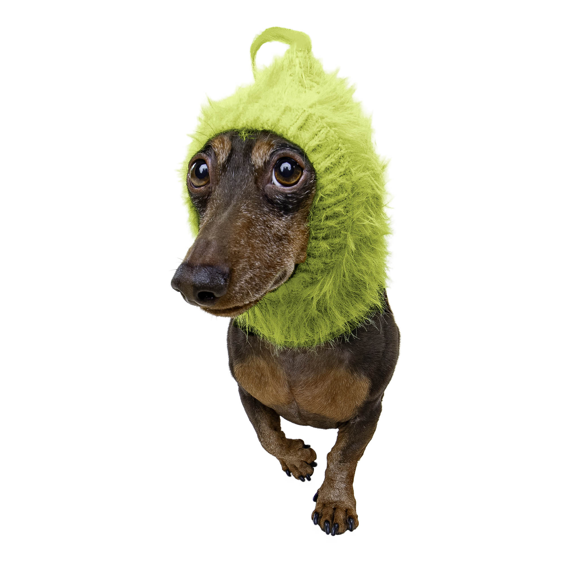 Christmas Grouch dog snood, front view