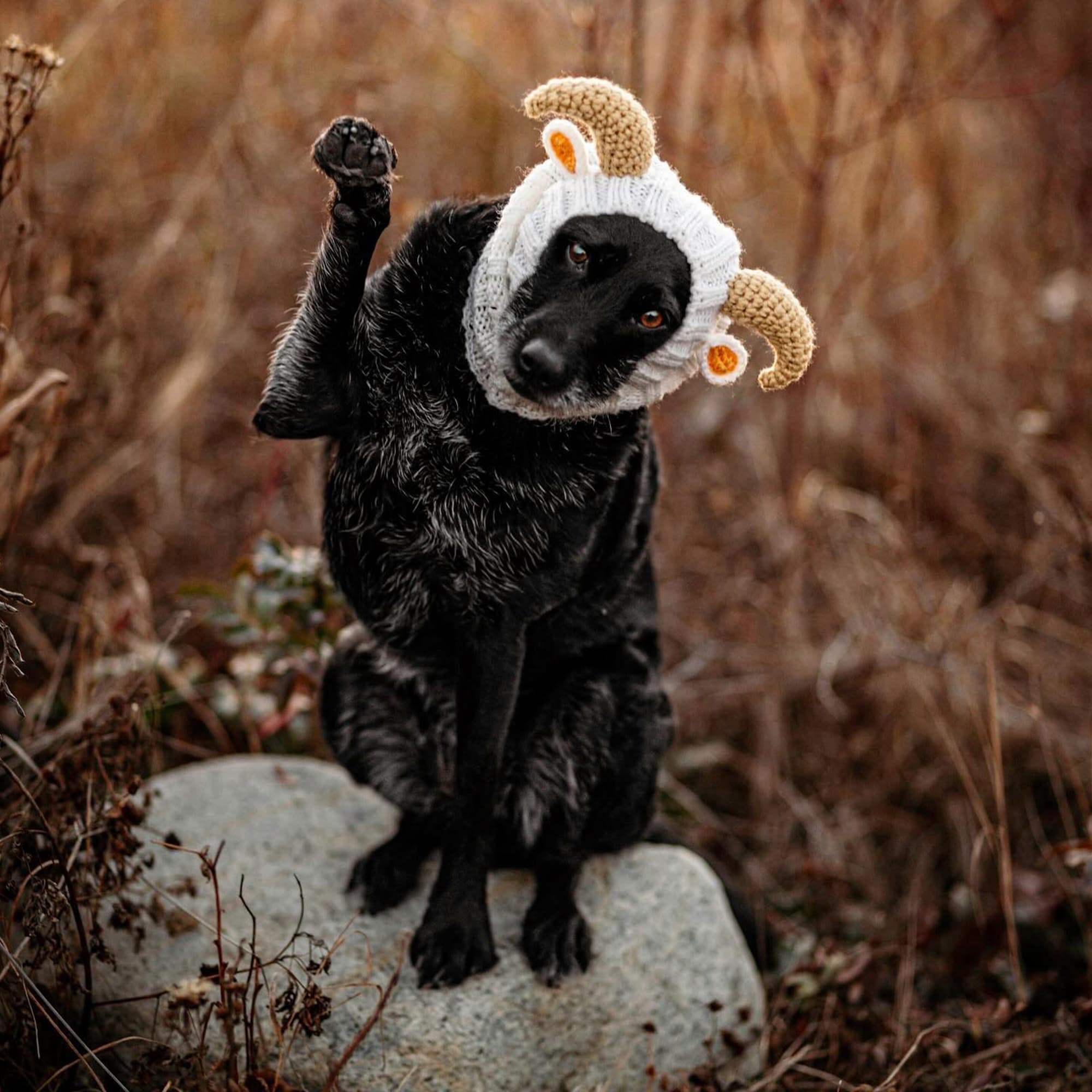 Dog wearing Goat & Ram dog snood