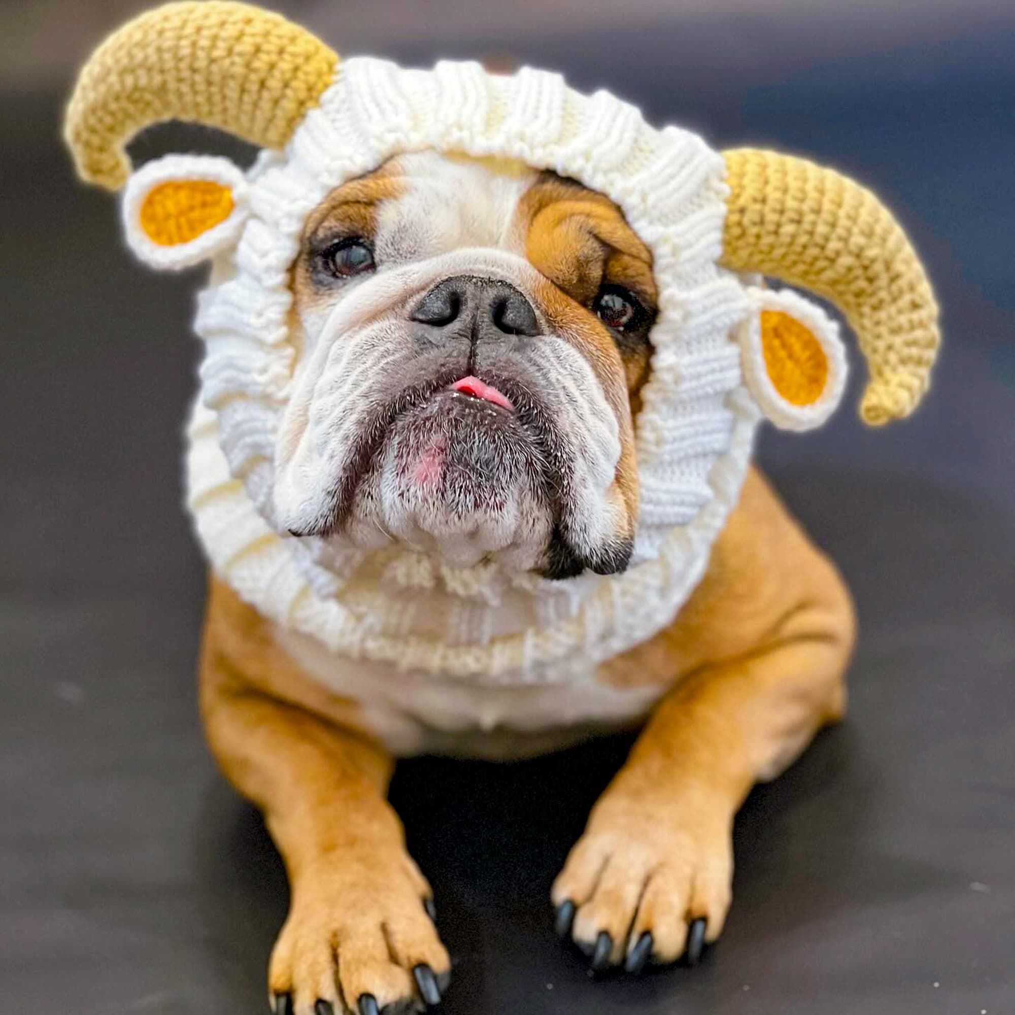 Dog wearing Goat & Ram dog snood