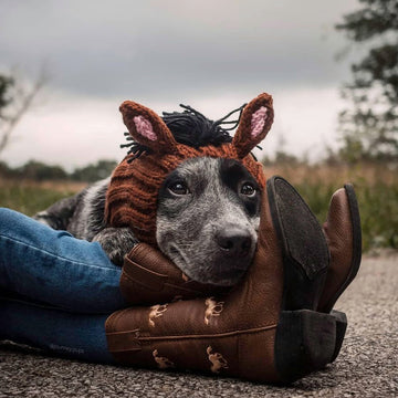 Dog wearing Horse dog snood