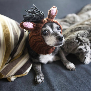 Dog wearing Horse dog snood
