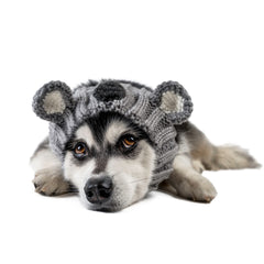 Koala dog snood, front view