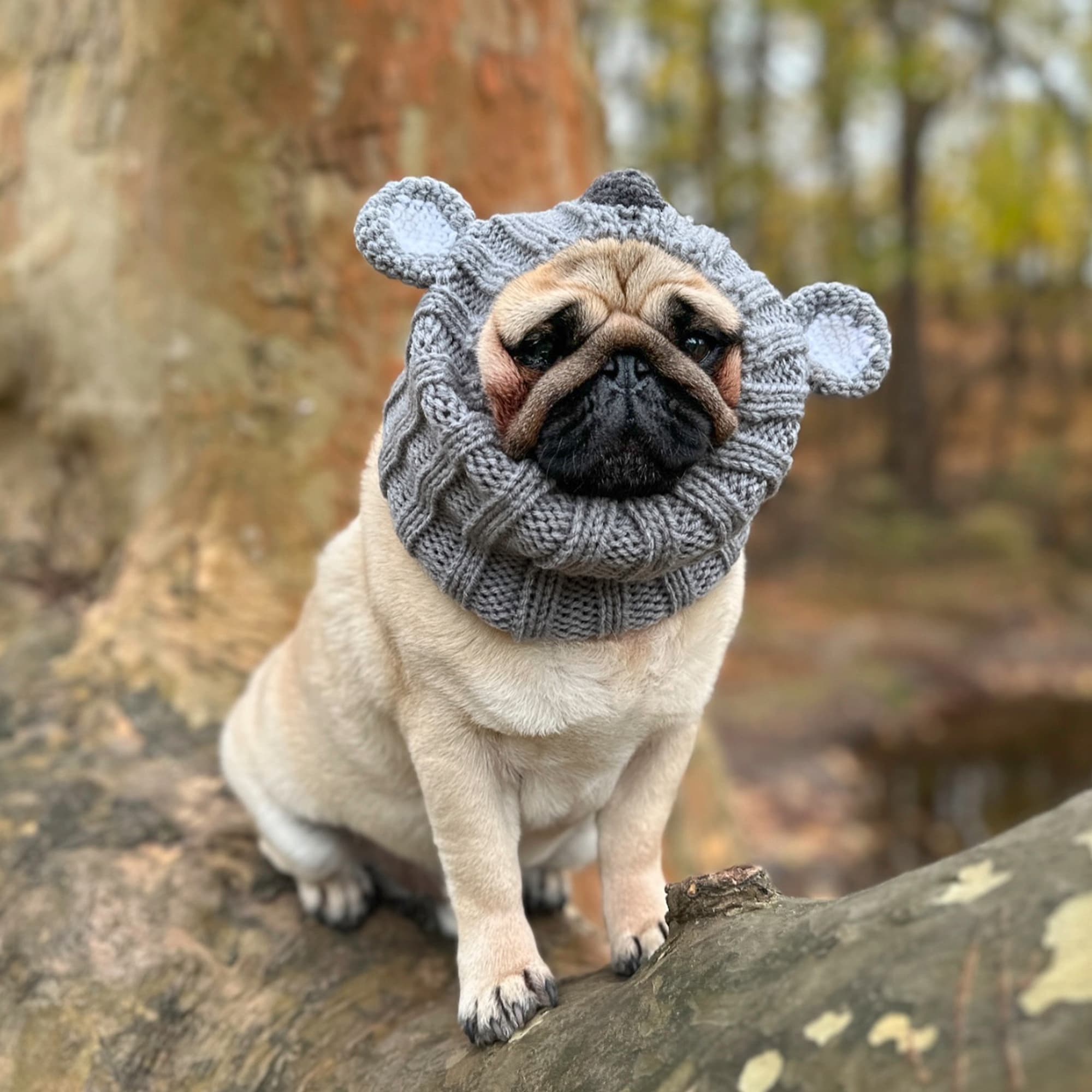 Dog wearing Koala dog snood