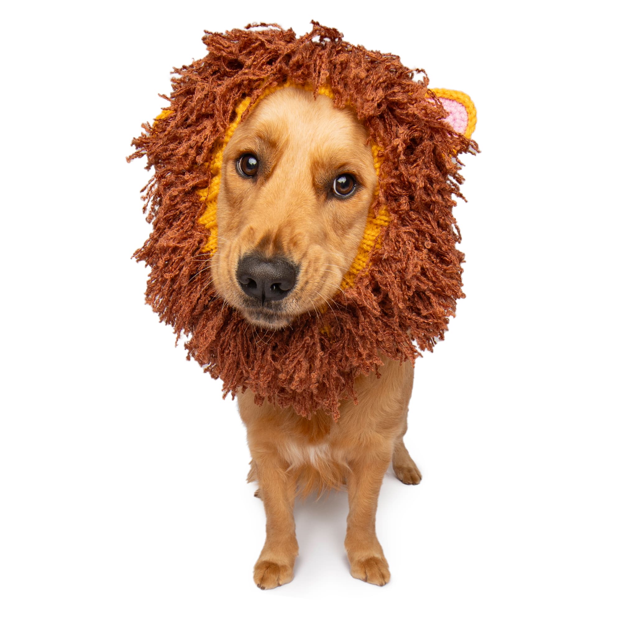 Lion dog snood, front view