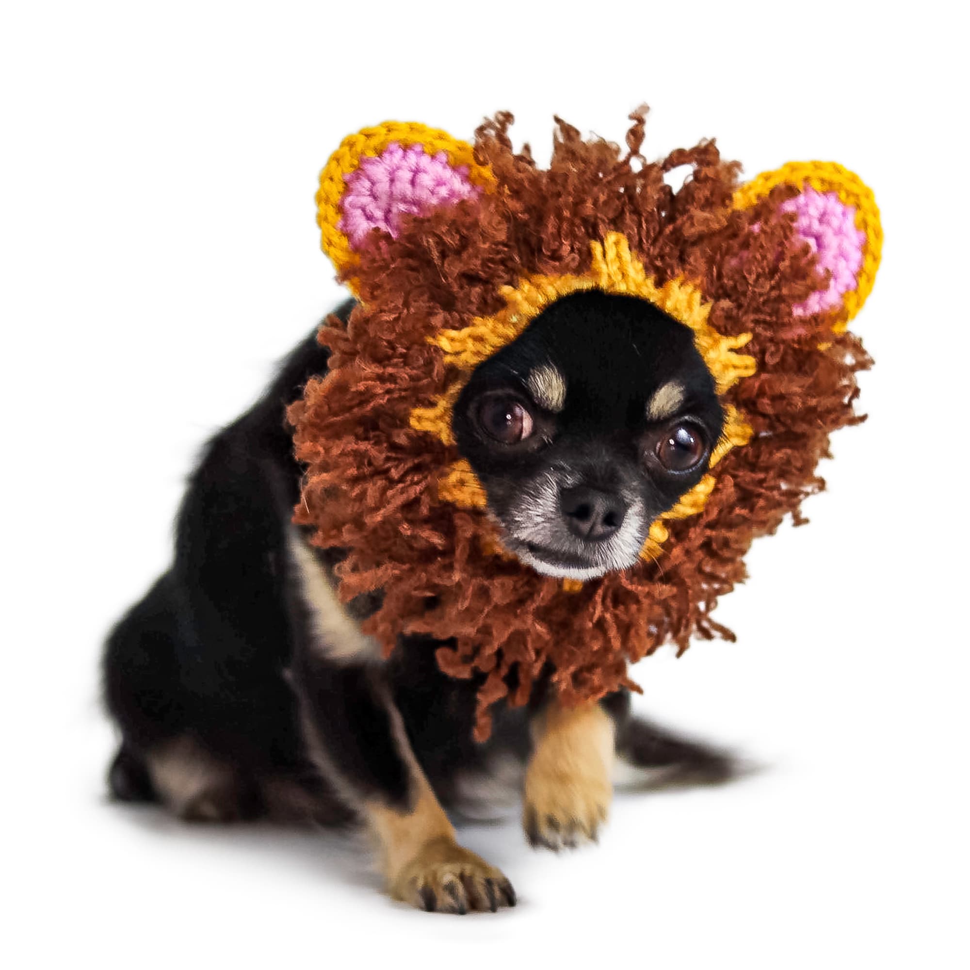 Lion dog snood, front view