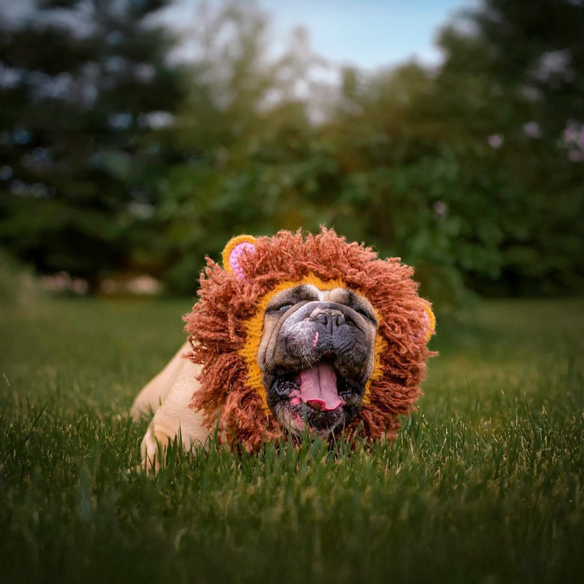 Dog wearing Lion dog snood