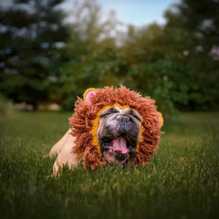 Dog wearing Lion dog snood