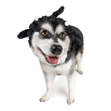 Orca dog snood, front view