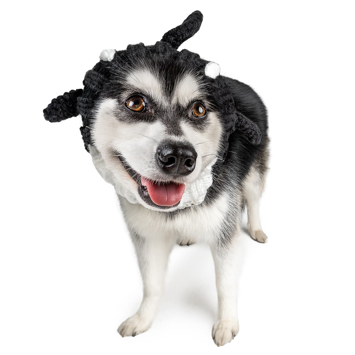 Orca Zoo Snood - The Viral Cute Crochet Dog Snood Costume to Keep