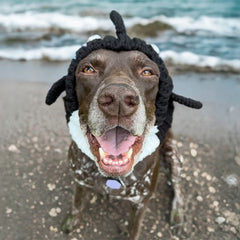 Dog wearing Orca dog snood