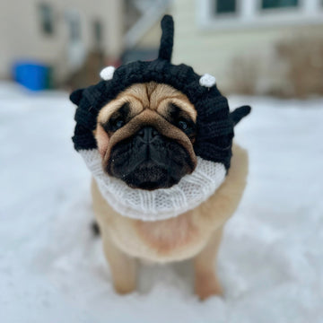 Dog wearing Orca dog snood