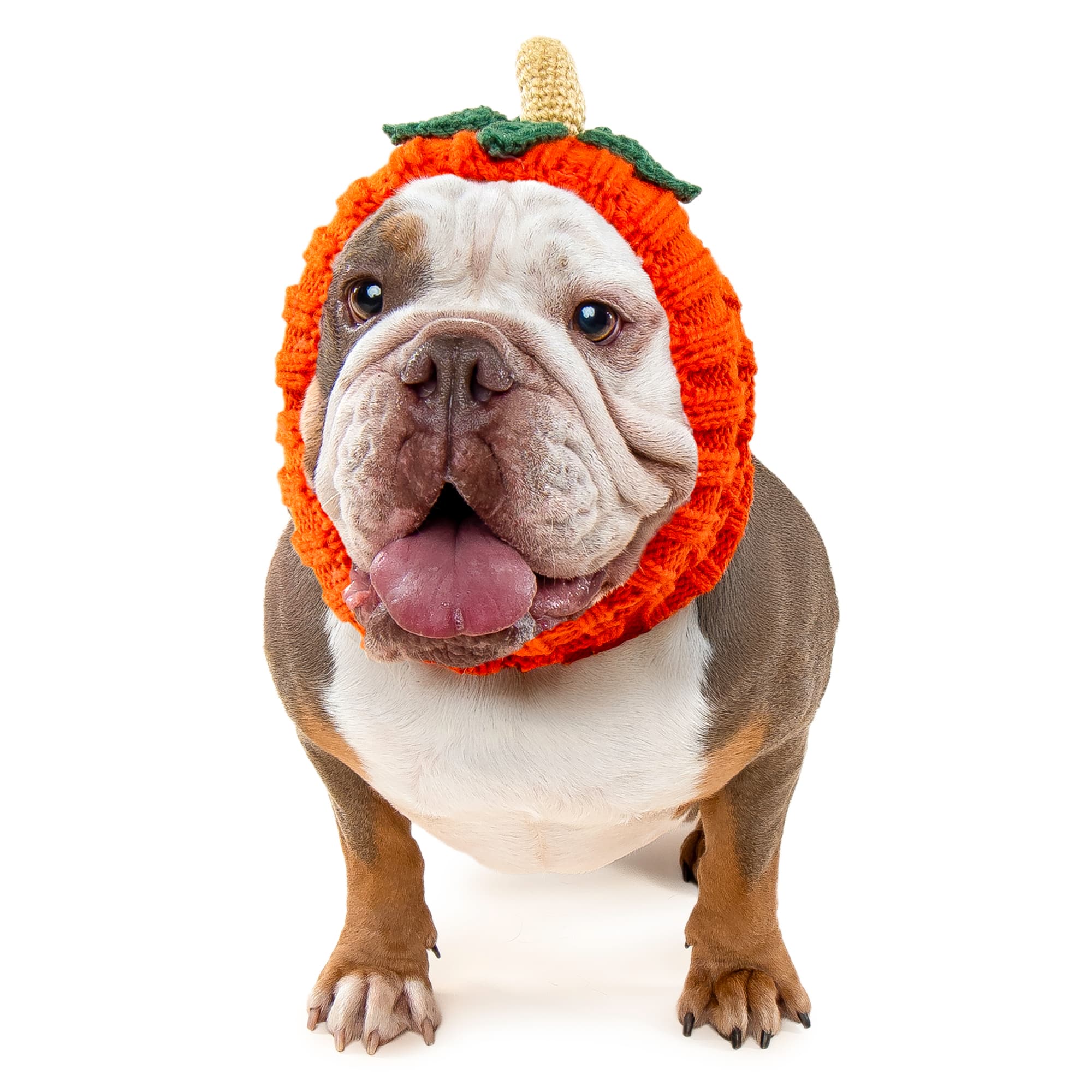Pumpkin dog snood, front view