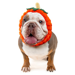 Pumpkin dog snood, front view