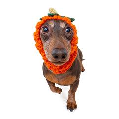 Pumpkin dog snood, front view