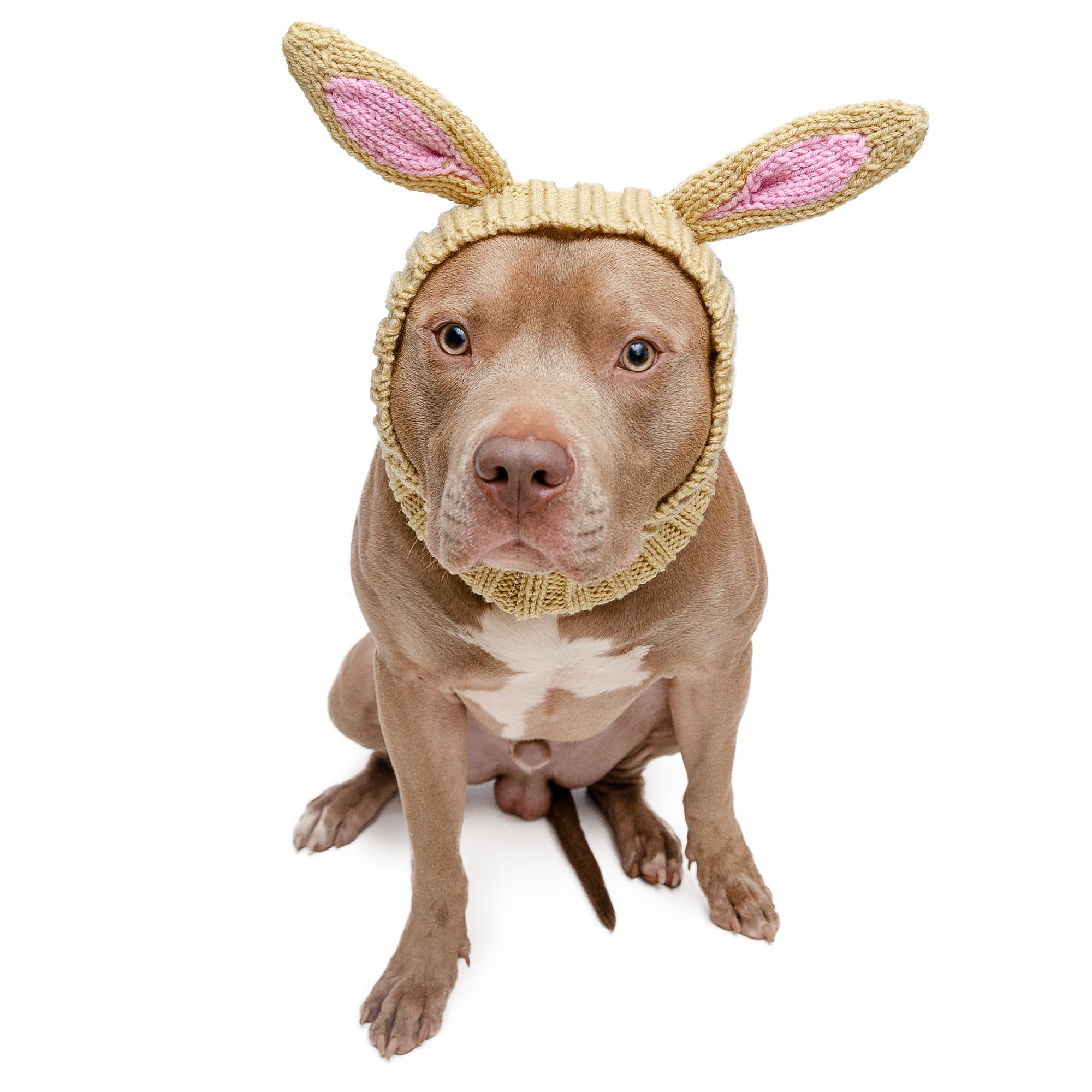 Jack Rabbit dog snood, front view