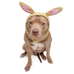 Jack Rabbit dog snood, front view